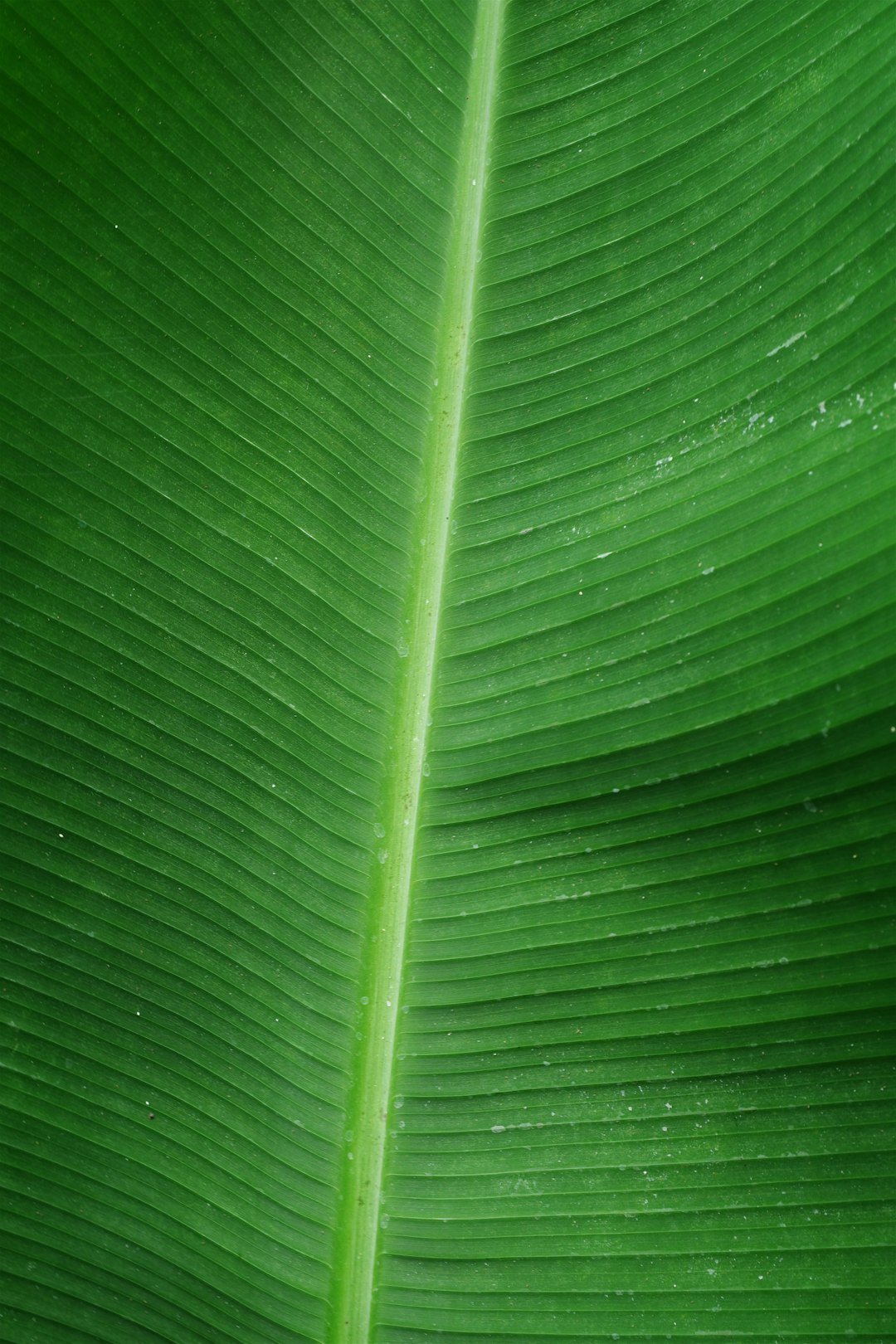 Sustainable personal care items